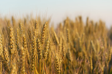 ripe yellow wheat against the blue sky.