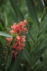 Tropische Bl&uuml;te