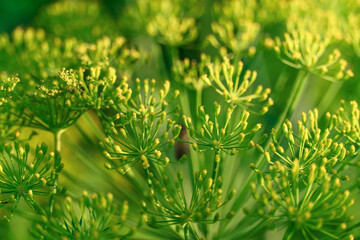 blooming dill. green background with dill flowers