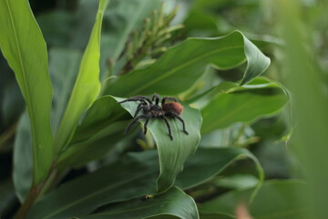 Riesenspinne auf einem Blatt