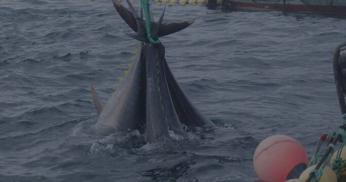 Fishermen fishing tuna fish (bluefin) from a fishing boat slow motion 4k