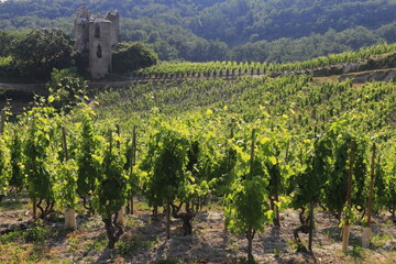 Fototapeta na wymiar Vallée du Rhône Vignes vignoble du Côtes du Rhône secteur Crozes-hermitage Drôme Auvergne Rhône Alpes France