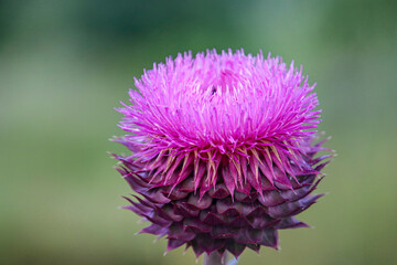 close up of a thorn flower