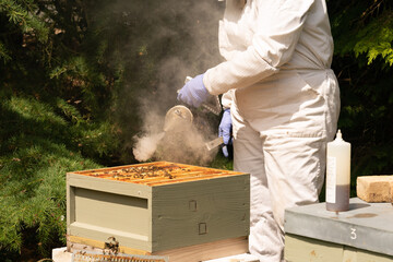 Smoker being used on a bee hive to calm the bees so an inspection of the hive can be made. The...