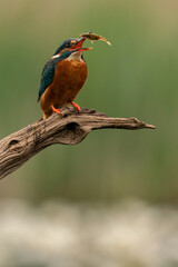Female kingfisher perches on a branch as she tosses up in the air a recently caught fish so it goes down more easily.
