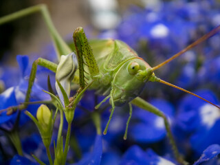 A large green grasshopper locust sits on the flowers of blue lobelia. Close-up photo, selective soft focus.