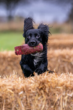 Black working cocker spaniel undergoing training with a special practice dummy for retrieval

