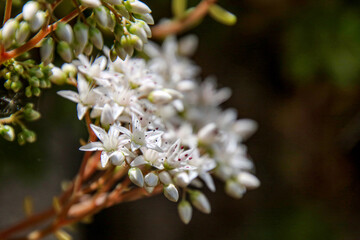 close up of a white flowers