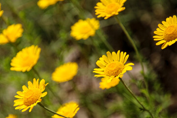 yellow dandelion flowers