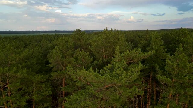 coniferous forest flight over forest Summer sun sunset 4K