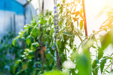 Tomato plants growing vegetables in a greenhouse. selective focus