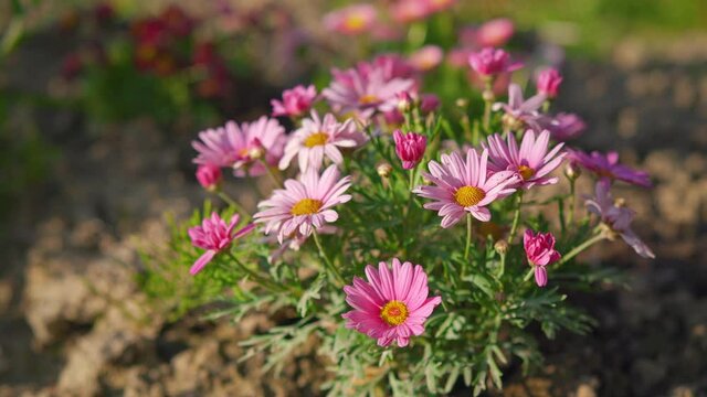 Sun shines on small pink and yellow flowers - paper everlasting daisy - growing in garden, brown soil around