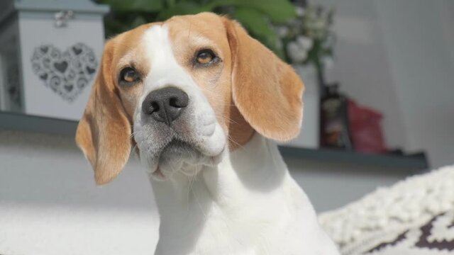 Head closeup of beagle dog in sun. Flappy ears on wind. Dog theme