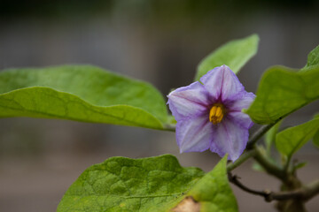 Violet flower with green leaves