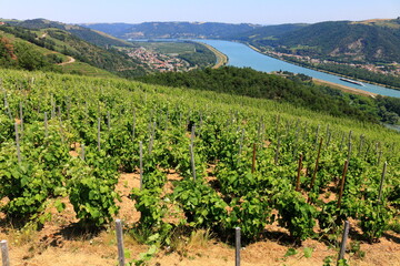 Fototapeta na wymiar Vallée du Rhône Vignes Vignoble du Côtes du Rhône Auvergne Rhône Alpes France