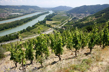 Fototapeta na wymiar Vallée du Rhône Vignes vignoble du Côtes du Rhône Auvergne Rhône Alpes France