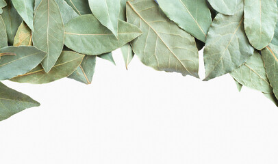 Dry green leaf set isolated background