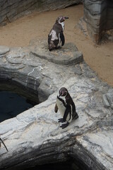 Penguins in Great Yarmouth Sea Life, June 2021