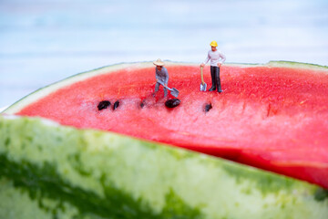 Miniature people : Men digging watermelon seeds