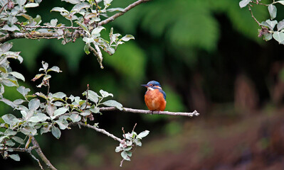 Kingfisher perched by the river