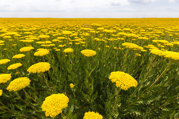 Ein Feld voller gelber Schafgarbe