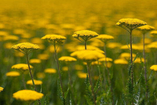 Ein ganzes Feld gelbe Schafgarbe
