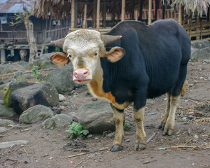Fototapeta premium Beautiful adult male bos frontalis, known locally as mithun and used for traditional sacrifice ritual by tribes of Arunachal Pradesh, India