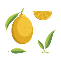 Lemon collection. Fruit isolated on white background