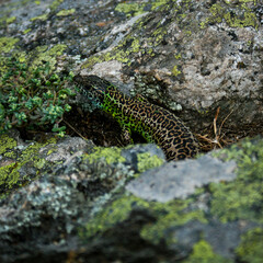 lizard on the rock