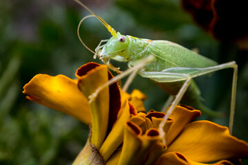 Green grasshopper locust sits on a marigold flower. Close-up photo, selective soft focus.