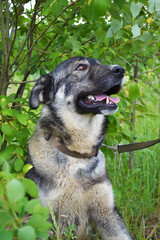 Portrait of a large gray dog sitting under a tree. Vertical format