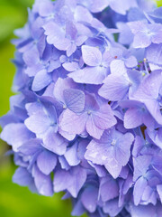 雨に濡れたあじさい