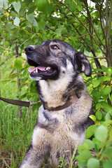 Portrait of a large gray dog close-up sitting among green foliage. Vertical format