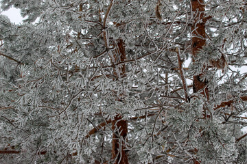 landscape of snowy trees, the branches of the trees are snowy
