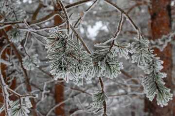 landscape of snowy trees, the branches of the trees are snowy