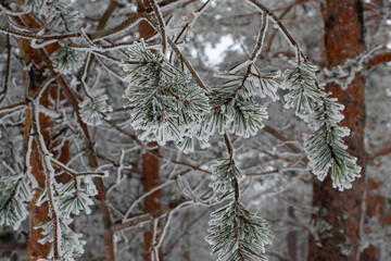 landscape of snowy trees, the branches of the trees are snowy
