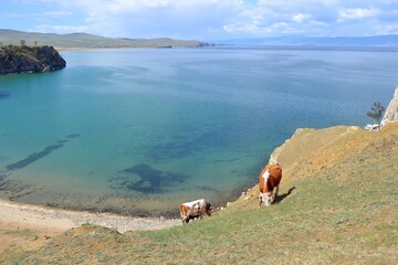 horses on the lake
