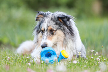 Blue merle sheltie shetland sheepdog laying on the grass and chewing small kids watering can in blue color.