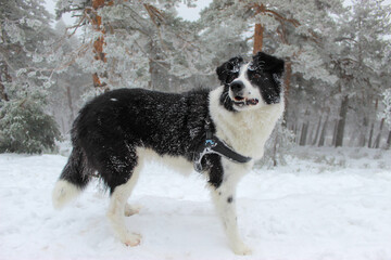 .a border collie dog enjoys a snowy landscape.