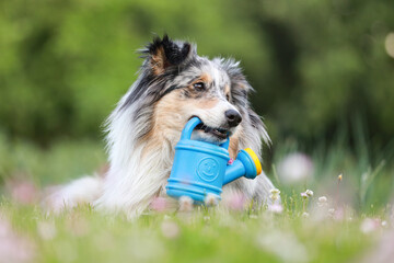 Blue merle sheltie shetland sheepdog laying on the grass and chewing small kids watering can in...
