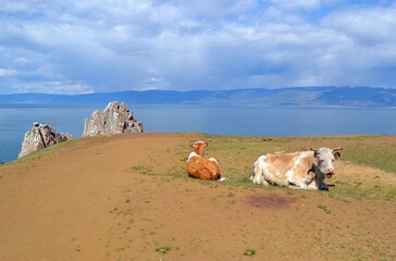 cows in the field