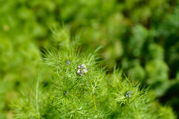 Love-in-a-mist flower