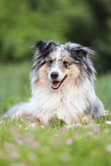 Fototapeta premium Shetland sheep dog sitting in grass with eyes facing far.