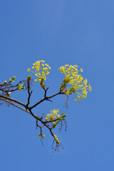 Fototapeta premium Norway maple