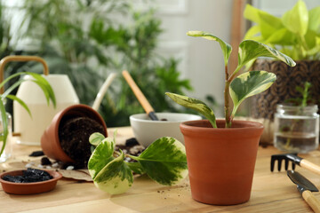 Houseplants and gardening tools on wooden table