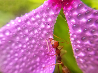 Red ant collecting water on flower petals with green background. Macro insect of nature. Dewdrops on flower petals.