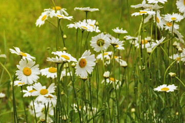 beautiful wild white flowers and green grass. summer park. daisies.