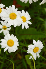 beautiful wild white flowers and green grass. summer park. daisies.