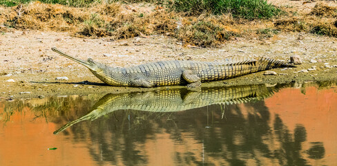 The gharial, also known as the gavial or the fish-eating crocodile, is a crocodilian in the family...