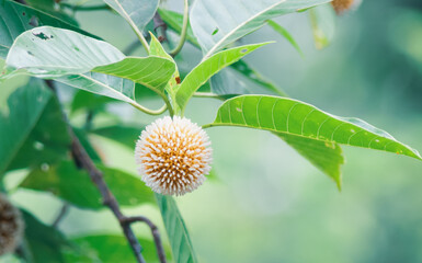 The first step of the monsoon is flowering. Burflower (Neolamarckia cadamba) flower with green background.